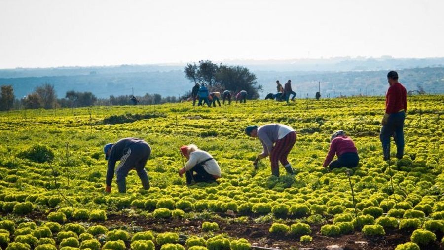 Il piano di Coldiretti e Intesa SanPaolo mira a dimezzare la dipendenza produttiva dell'Italia dall'estero Il piano di Coldiretti e Intesa SanPaolo mira a dimezzare la dipendenza produttiva dell'Italia dall'estero