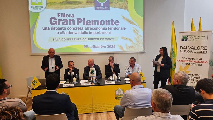 Grano tenero, 7 milioni di quintali importati dall’estero. Appello di Coldiretti Grano tenero, 7 milioni di quintali importati dall’estero. Appello di Coldiretti