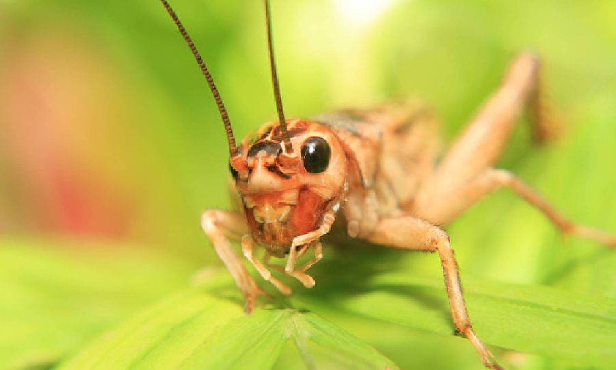 Coldiretti Piemonte: assurdo che Torino sia tra le prime città a introdurre farina di insetti a tavola