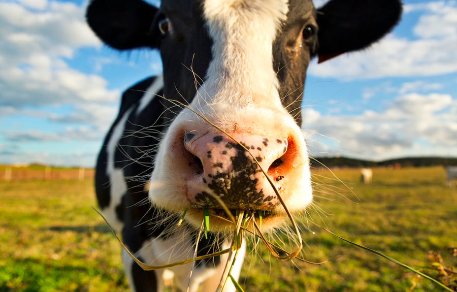 Cambiamenti climatici, qualcuno è più colpevole. Ma non si dice. Di Marco Corrini* Cambiamenti climatici, qualcuno è più colpevole. Ma non si dice. Di Marco Corrini*