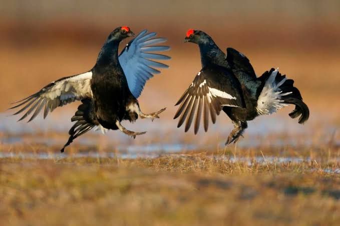 Caccia, Tar Piemonte accoglie la richiesta della Regione: si potrà sparare a coturnice, fagiano di monte e moretta