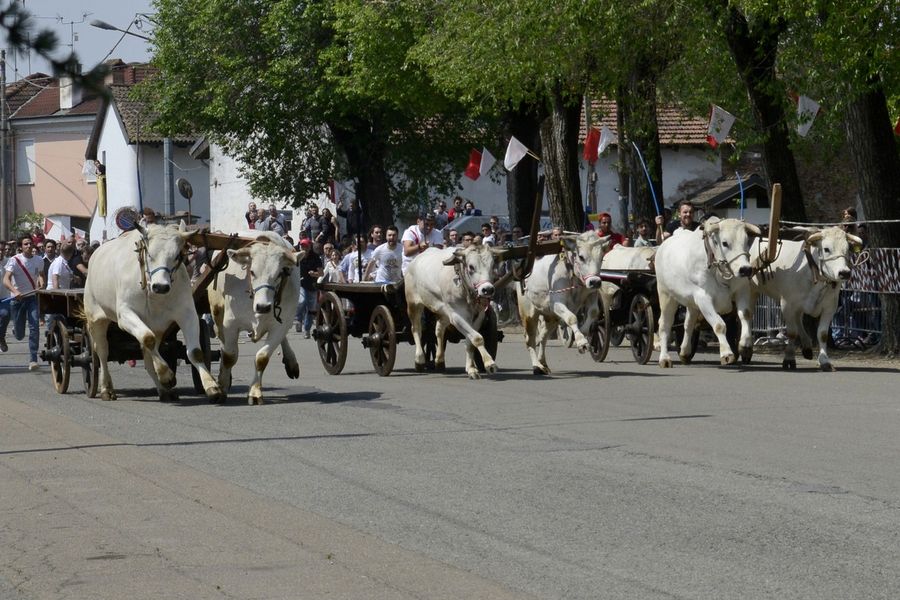 Corsa dei buoi di Caresana, la LEAL denuncia i maltrattamenti
