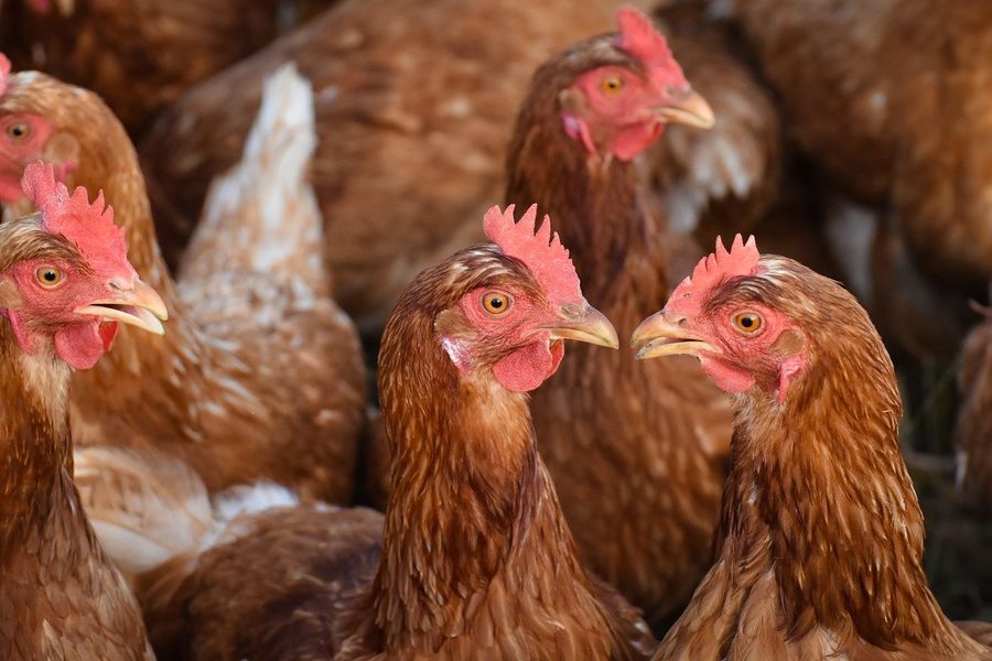 No all'allevamento intensivo di galline alle porte di Arborio