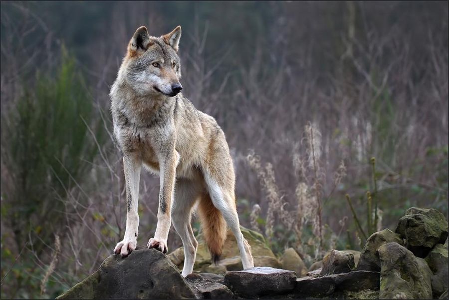 Vitellino sbranato sulla collina torinese, è stato il lupo?