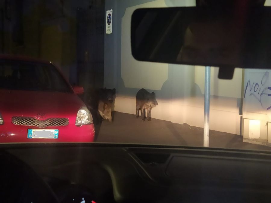 Torino, Polizia Municipale scorta famiglia di cinghiali in via Bologna