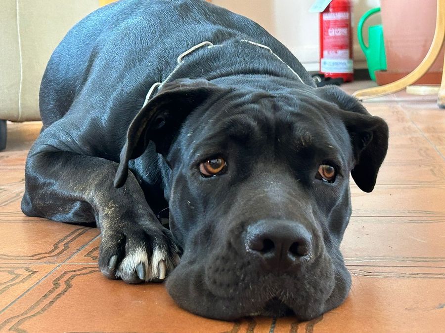 Maltrattata, lasciata su un balcone e usata per la riproduzione: la Polizia salva mamma cane ma il compagno, senza cibo e acqua non ce la fa Maltrattata, lasciata su un balcone e usata per la riproduzione: la Polizia salva mamma cane ma il compagno, senza cibo e acqua non ce la fa