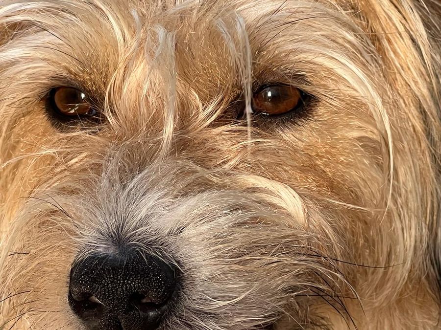 Il Piemonte è pet-friendly: nasce il tavolo regionale per il benessere animale Il Piemonte è pet-friendly: nasce il tavolo regionale per il benessere animale