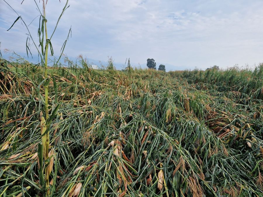 Temporale di Caselle, distrutti anche i raccolti