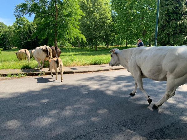 Torino, mucche ribelli in fuga per strada: riportate all'ordine dai “civich”  