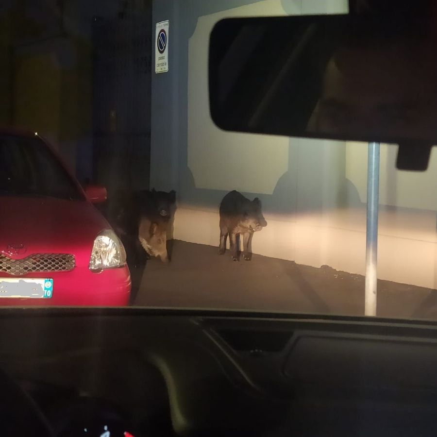 Torino, Polizia Municipale scorta famiglia di cinghiali in via Bologna