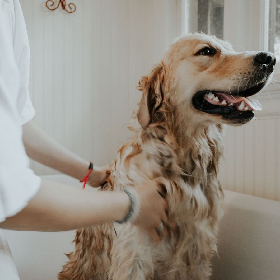 Il cane con la piega, la padrona no. Parrucchieri ed estetisti: fateci aprire