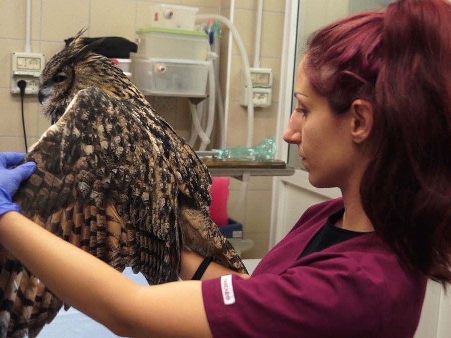 Un gufo reale salvato dopo un impatto con un veicolo sulla Torino-Bardonecchia. Ecco a chi rivolgersi quando si trovano animali in difficoltà