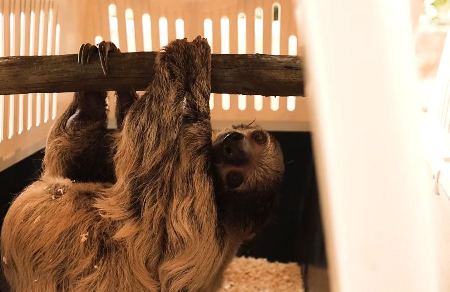 Andamento lento, al bioparco Zoom di Cumiana (TO) arrivano i bradipi [video]
