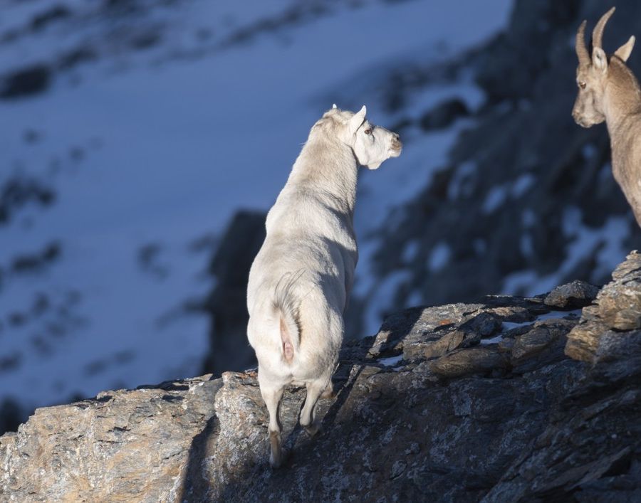 C'è uno stambecco bianco in Val Susa, è senza corna ed è il capo