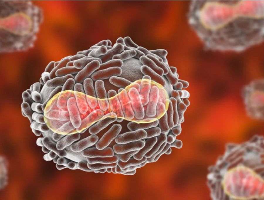 Vaiolo delle scimmie, iniziate anche in Piemonte le vaccinazioni per i soggetti a rischio