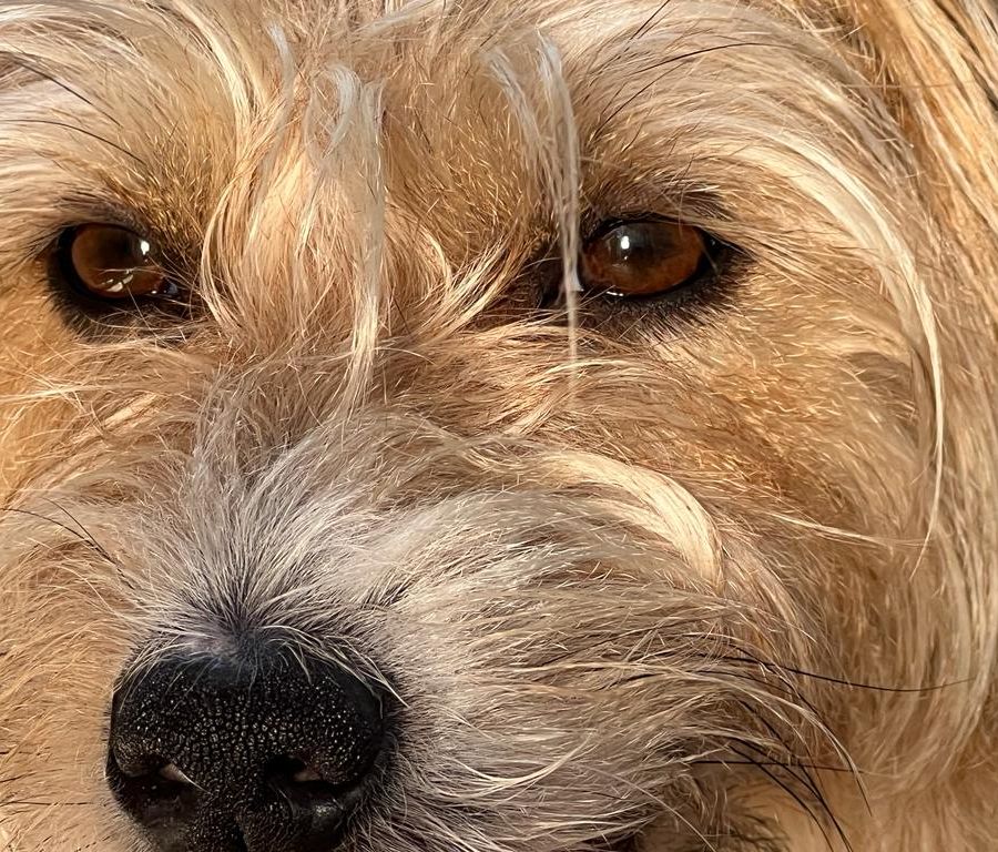 Associazioni animaliste: ma i botti a Torino non dovevano essere silenziosi?