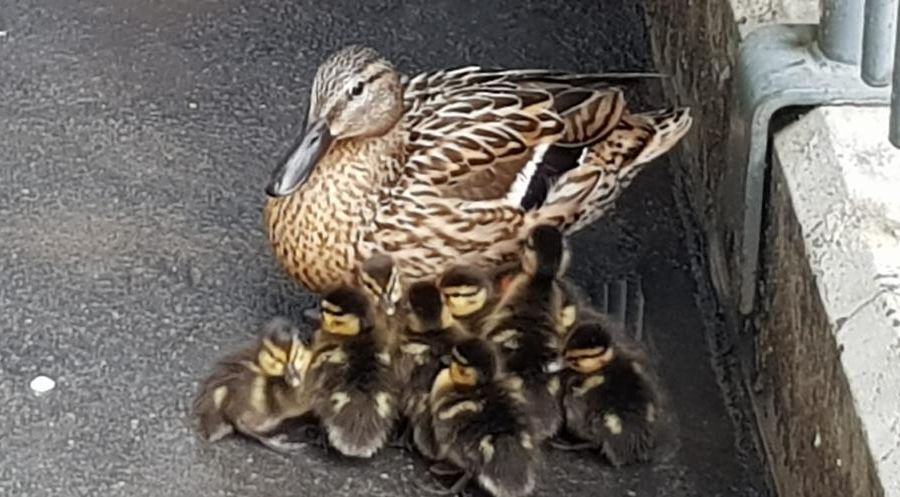 I civich torinesi in aiuto a nove anatroccoli in piena città