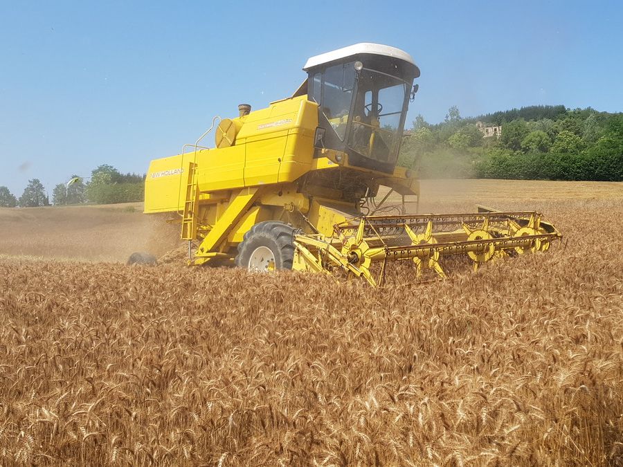 Il grano dal Canada trattato con il glifosato penalizza il cereale torinese