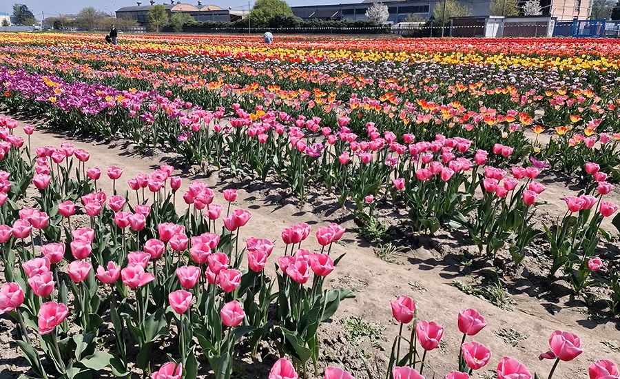 Maltempo e aumento dei costi delle materie prime minacciano vivai e floricoltori