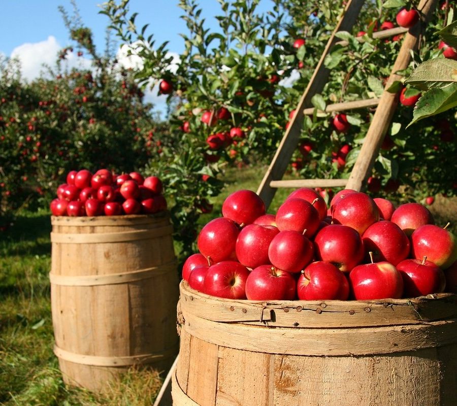 Coldiretti: i dazi di Trump preoccupano anche gli agricoltori torinesi