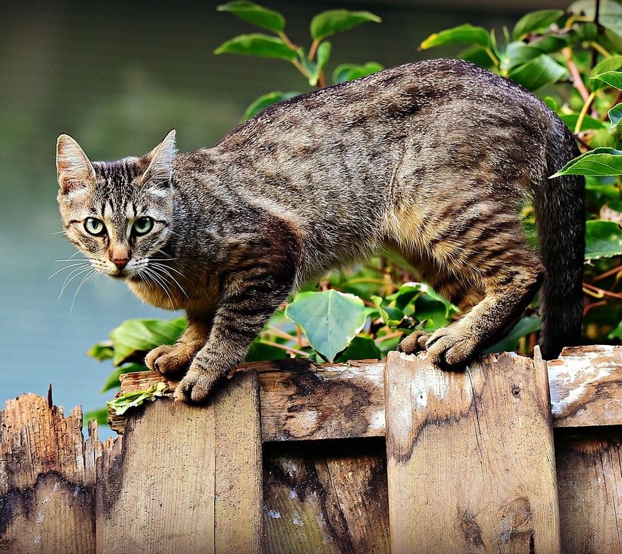 Benessere degli animali da compagnia, finanziati progetti in 25 comuni del Piemonte