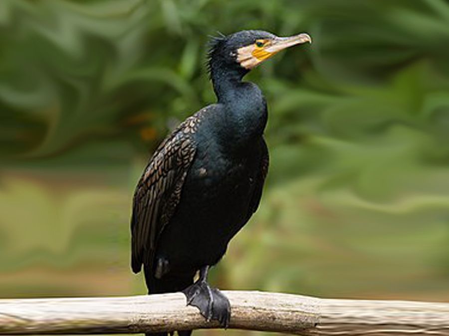 Nessuno tocchi i cormorani, non sono loro i nemici degli allevamenti ittici piemontesi