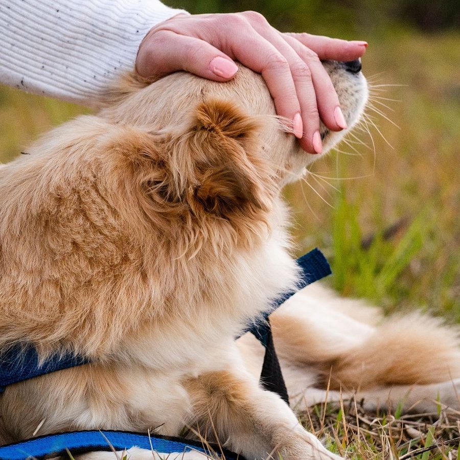Animali da compagnia, nuove funzionalità sul portale