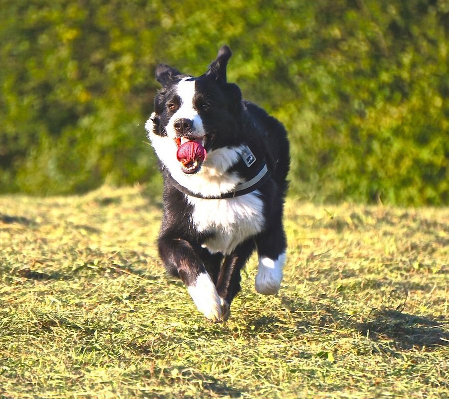 Ancora bocconi avvelenati in un'area cani. La Polizia municipale chiude i cancelli
