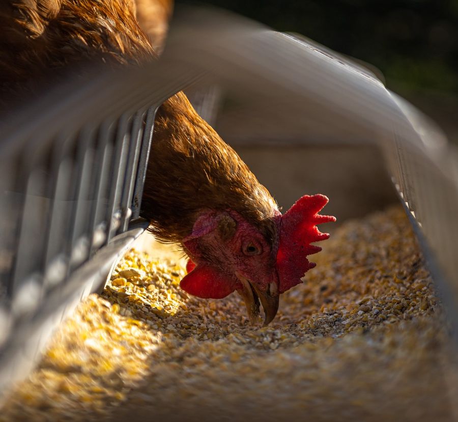 Aviaria, Coldiretti «evitiamo inutili allarmismi e riflettiamo su quanto i problemi dell’agricoltura riguardino tutti i consumatori»