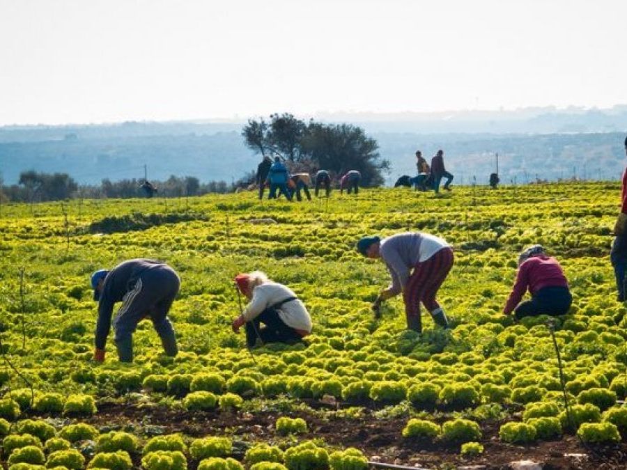 Il piano di Coldiretti e Intesa SanPaolo mira a dimezzare la dipendenza produttiva dell'Italia dall'estero