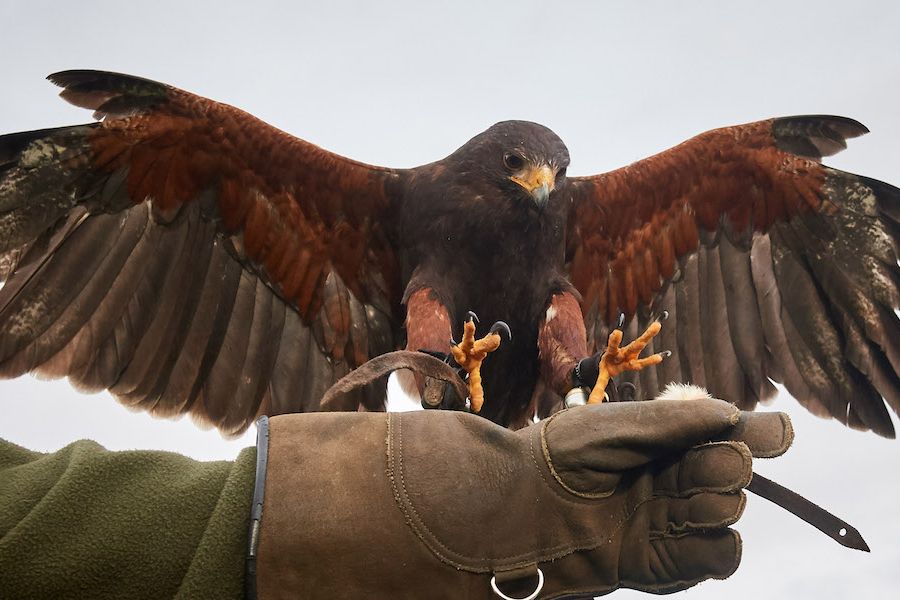 Corsi di falconeria per allontanare gli stormi e garantire la sicurezza degli aeroporti