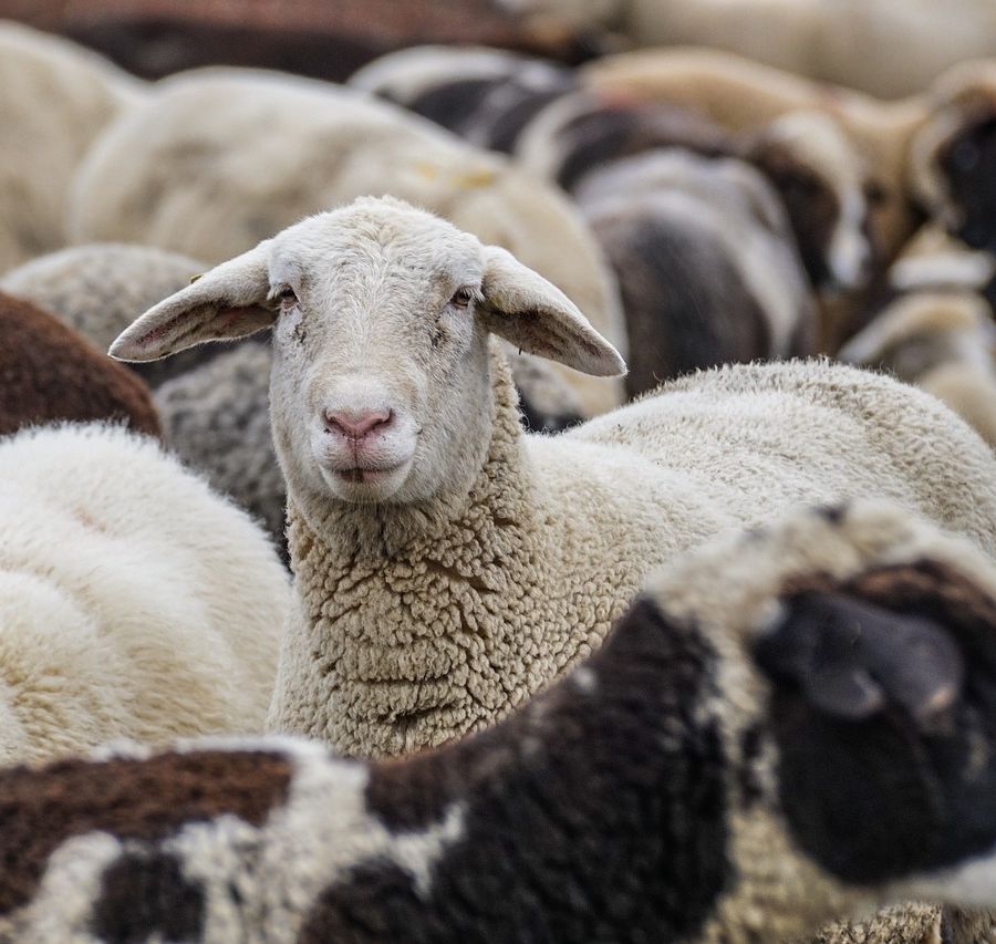 Blue tongue, arrivano in Piemonte 40 mila dosi di vaccino