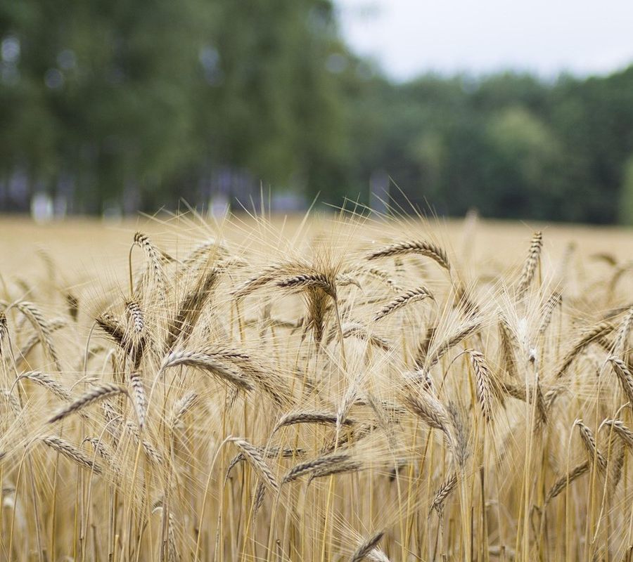 Grano, si chiude un'annata di buona produzione e di buona qualità