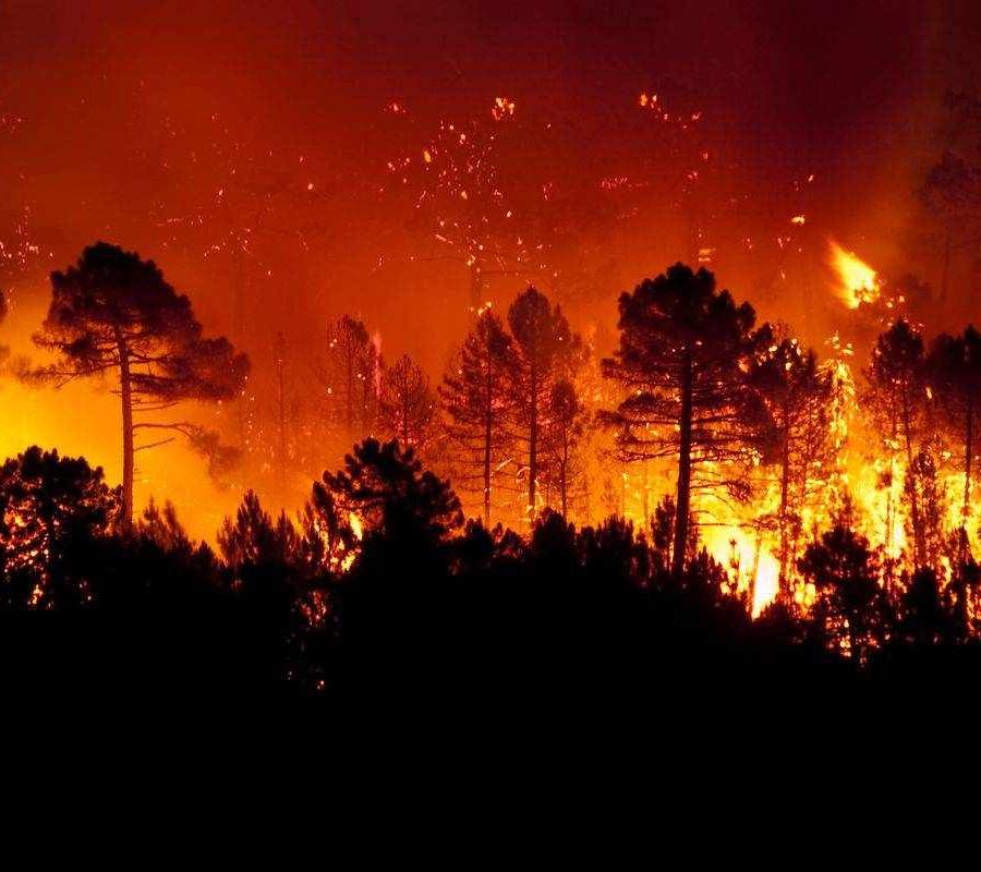 L’aumento della CO2 è colpa della deforestazione selvaggia, non delle auto diesel. Di Giuseppe Chiaradia*
