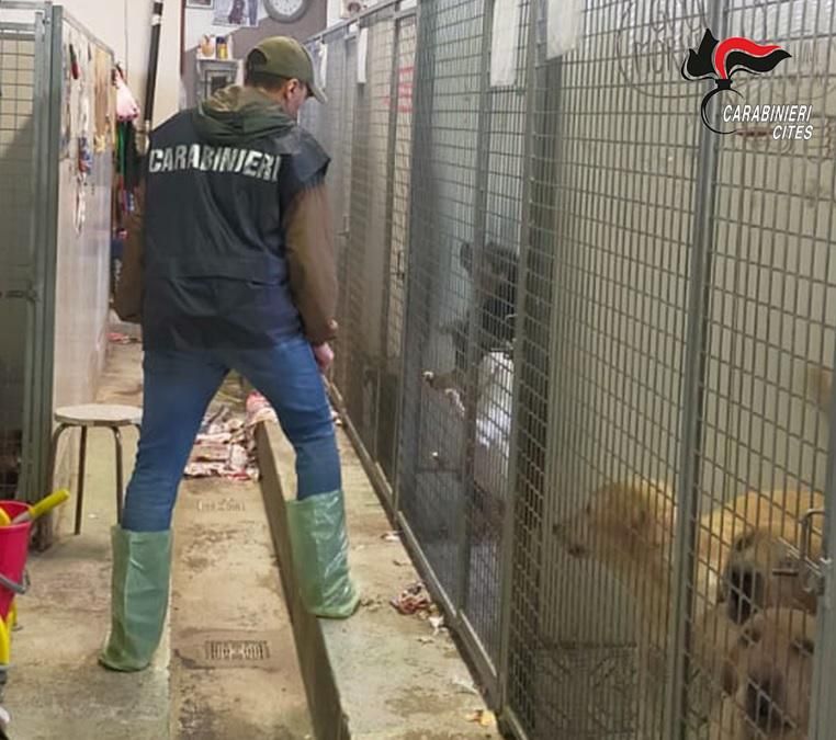 Scoperto a Chivasso allevamento abusivo con 100 cani tenuti in condizioni critiche, tre indagati