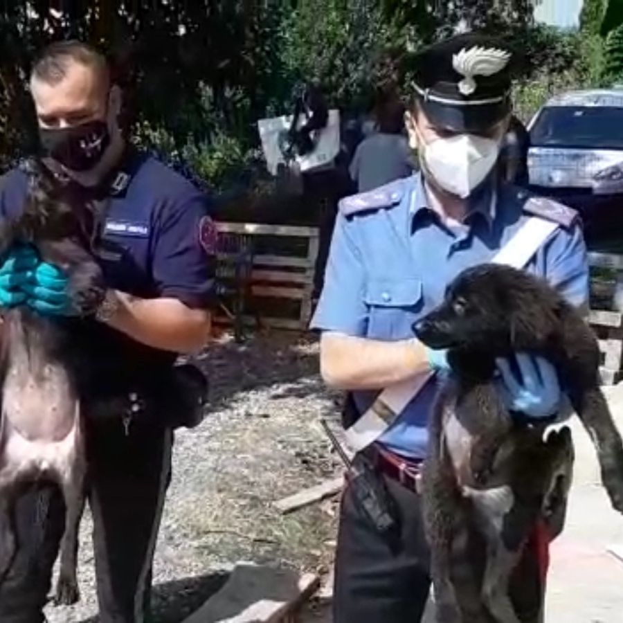 Chieri (TO), sedici cani abbandonati in un canile abusivo, carabinieri denunciano la proprietaria