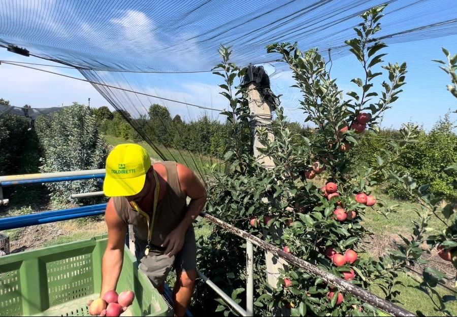Al via la raccolta delle mele, in Piemonte +20 % con 225 mila tonnellate