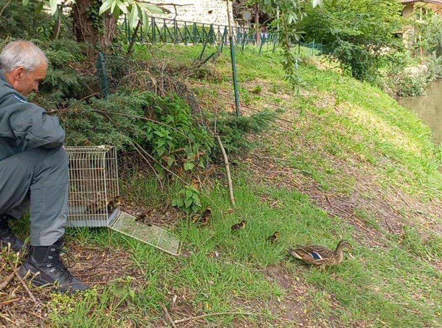 A Torino salvata un'anatra e i suoi piccoli in difficoltà nel cortile di un edificio
