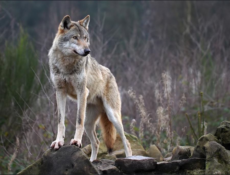 Vitellino sbranato sulla collina torinese, è stato il lupo?