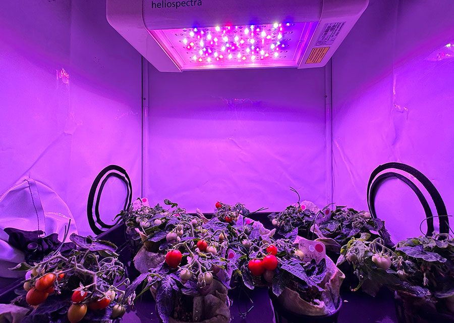 Nasce il  “San Marziano”, micro pomodoro per i viaggi su Luna e Marte: per gli astronauti cibo fresco senza bisogno di rifornirsi dalla Terra