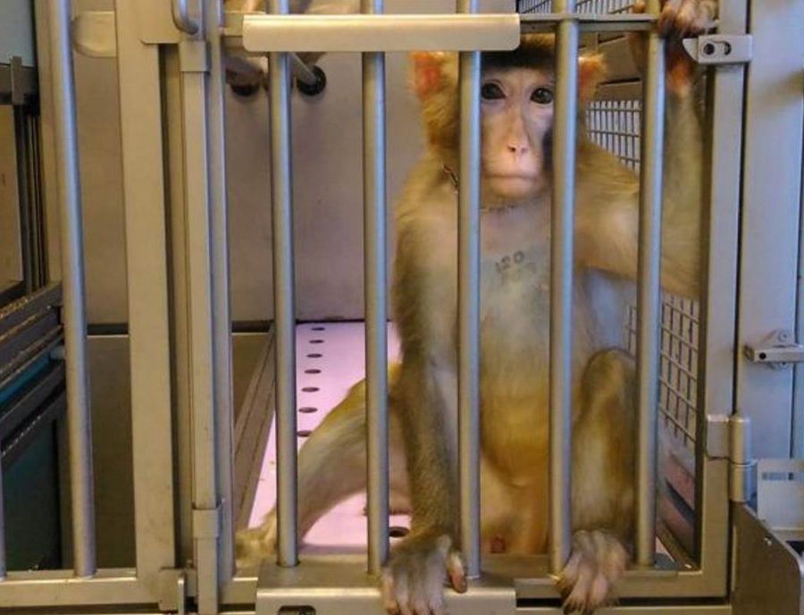 Macachi Torino: per il Tar del Lazio possono riprendere gli esperimenti