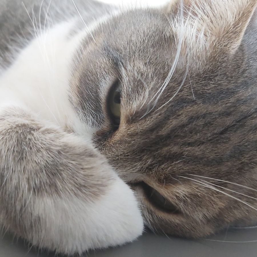 Variante inglese su gatto: il primo caso scoperto allo zooprofilattico di Torino