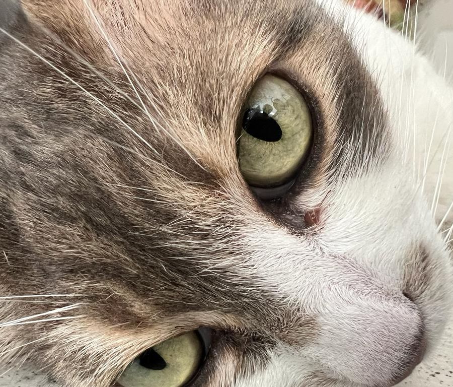 Piemonte regione sempre più pet friendly, finanziamenti a sostegno delle colonie feline
