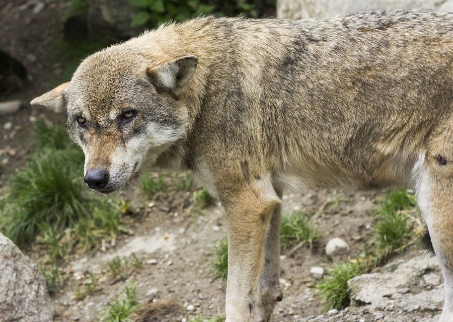 Trovata sulla tangenziale di Torino la carcassa di un lupo probabilmente investito
