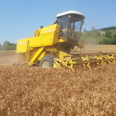 Il grano dal Canada trattato con il glifosato penalizza il cereale torinese