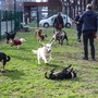 Corso Galileo Ferraris, nuova area cani realizzata in collaborazione con Arcaplanet