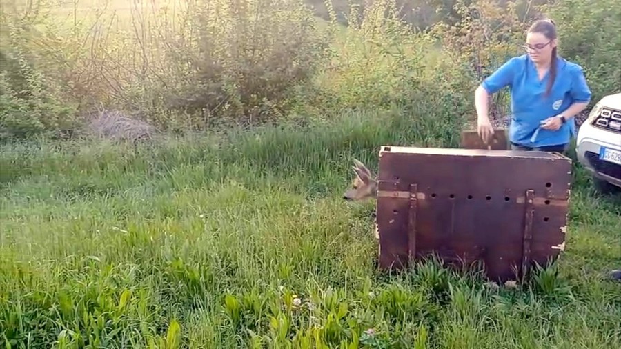 Torna in libertà il capriolo recuperato in un giardino a Pino Torinese