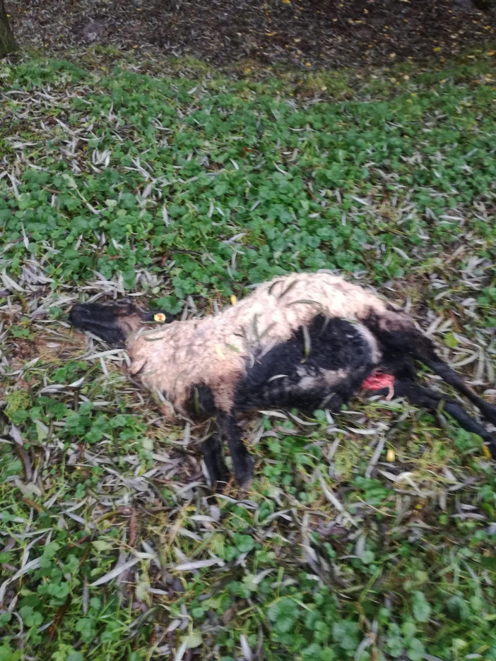 Lupi a Casalborgone:  sbranano quattro pecore