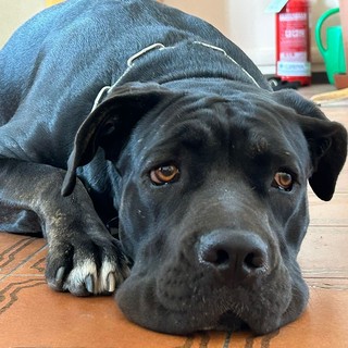 Maltrattata, lasciata su un balcone e usata per la riproduzione: la Polizia salva mamma cane ma il compagno, senza cibo e acqua non ce la fa