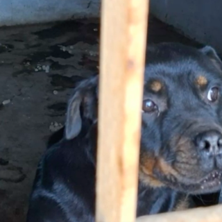 Cani e gatti tenuti nella sporcizia e al buio, denunciata la proprietaria